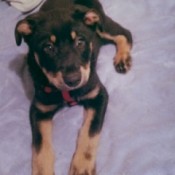 Black and tan puppy.