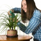 A girl watering a house plant.