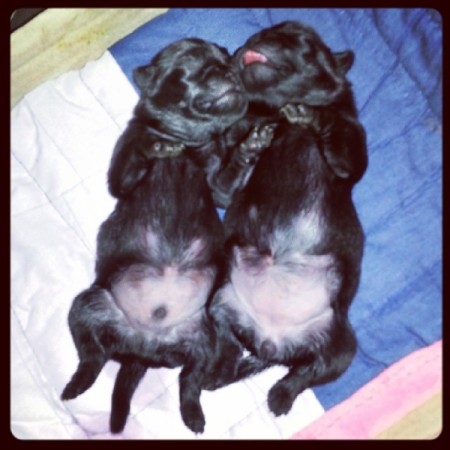 Two Pug puppies sleeping on their back.