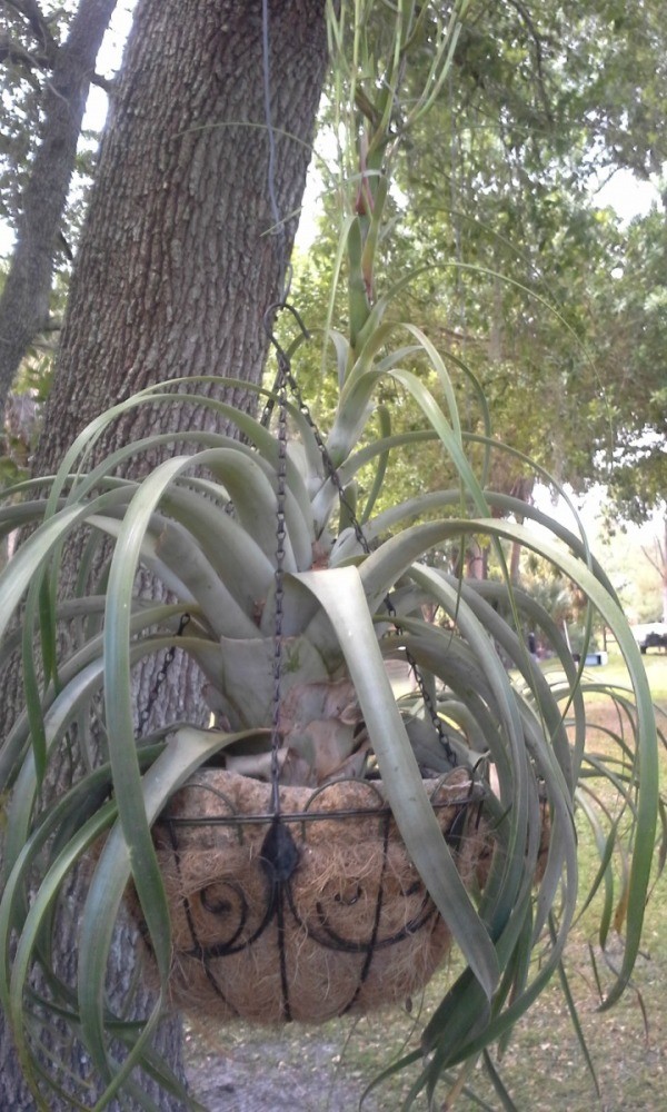 Will Bromeliad Tall Spike Bloom?