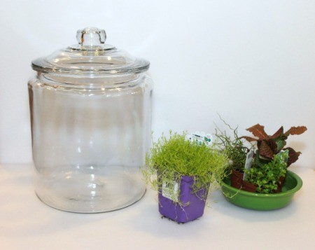 terrarium jar and plants