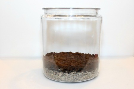 peat moss layer