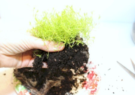 remove some dirt from roots of moss
