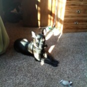 Black dog lying on the floor.