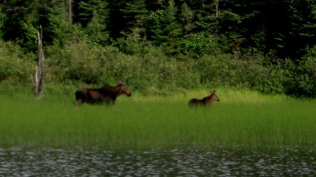 Cow and Calf (Matheson, Ontario)