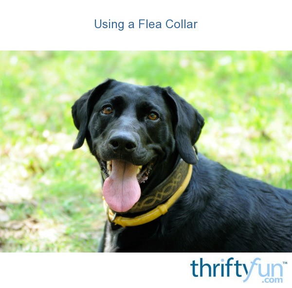 flea and tick collar