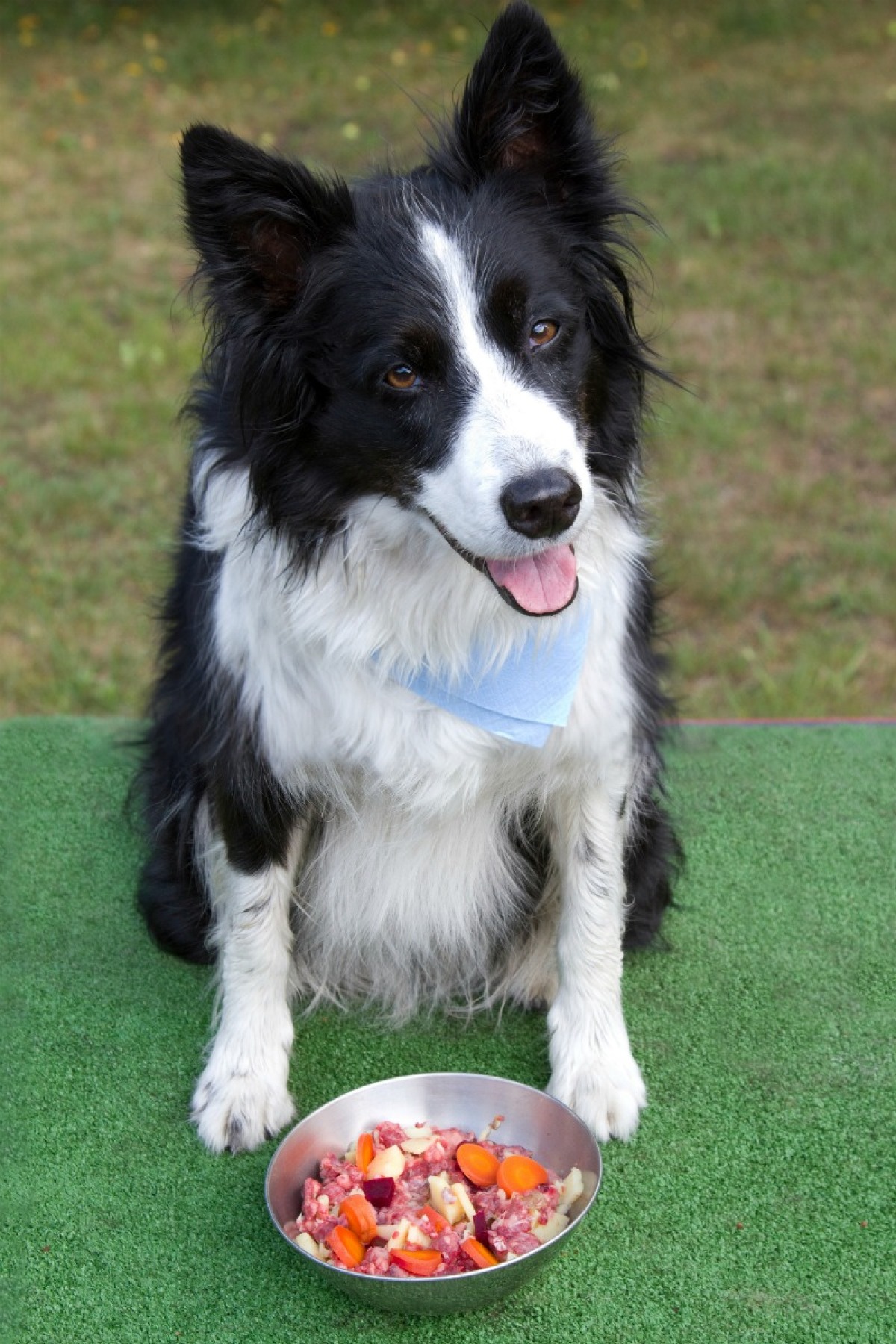 Homemade Food for Dog with Kidney