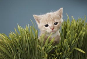 Cat in wheat grass