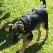 medium size dog on lawn