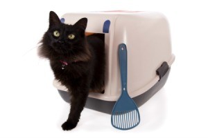 Cat exiting a litter box.