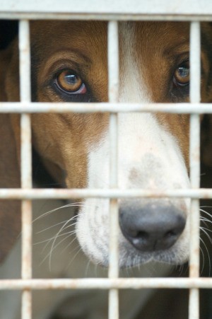 A dog in a kennel at the pound.