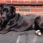 black dog