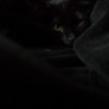 Asa (Black Kitten) in a black blanket