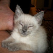 Gray and white kitten.