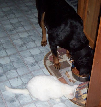 Elsa and Cleo (Rottweiler and Cat)