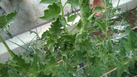 Closeup of perhaps tomato plant leaves.