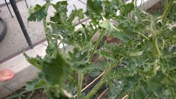 Various plants with curling leaves.