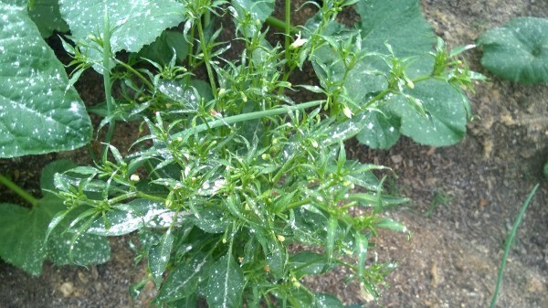 View of the leaves of several plants.