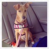 Tan dog sitting down.