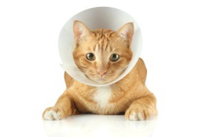 A cat wearing a cone on its head.