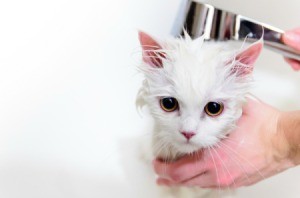 A cat with grease in its fur getting a bath.