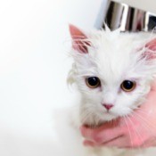 A cat with grease in its fur getting a bath.