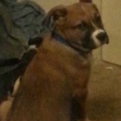 Large brown dog with white and black muzzle.