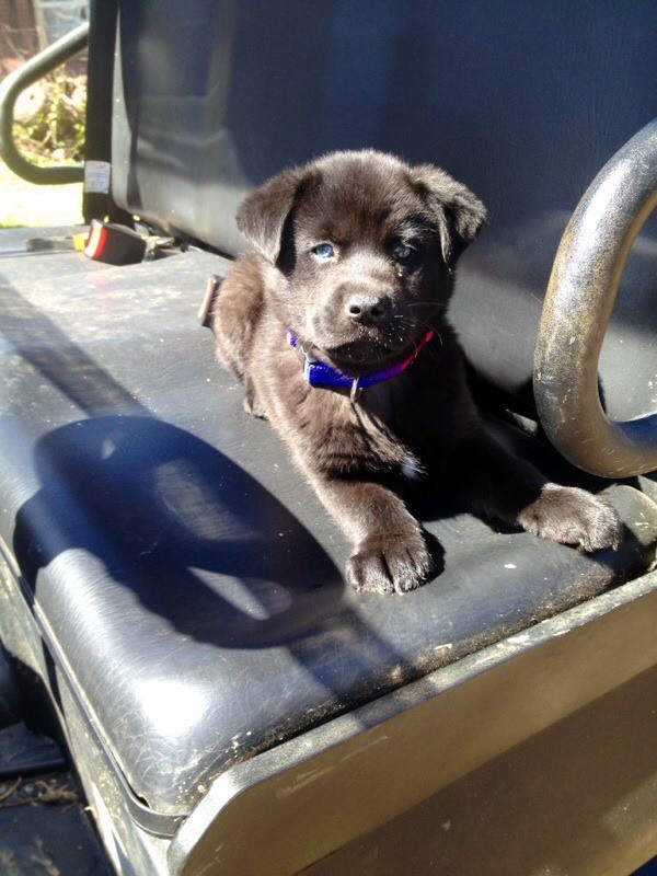 Shasta lying down on a vehicle seat.