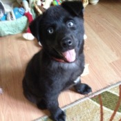 Black puppy.