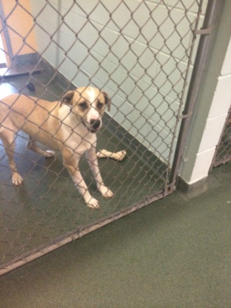 Dog in shelter pen.