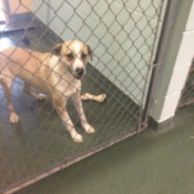 Dog in shelter pen.