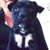 Small black and white puppy.