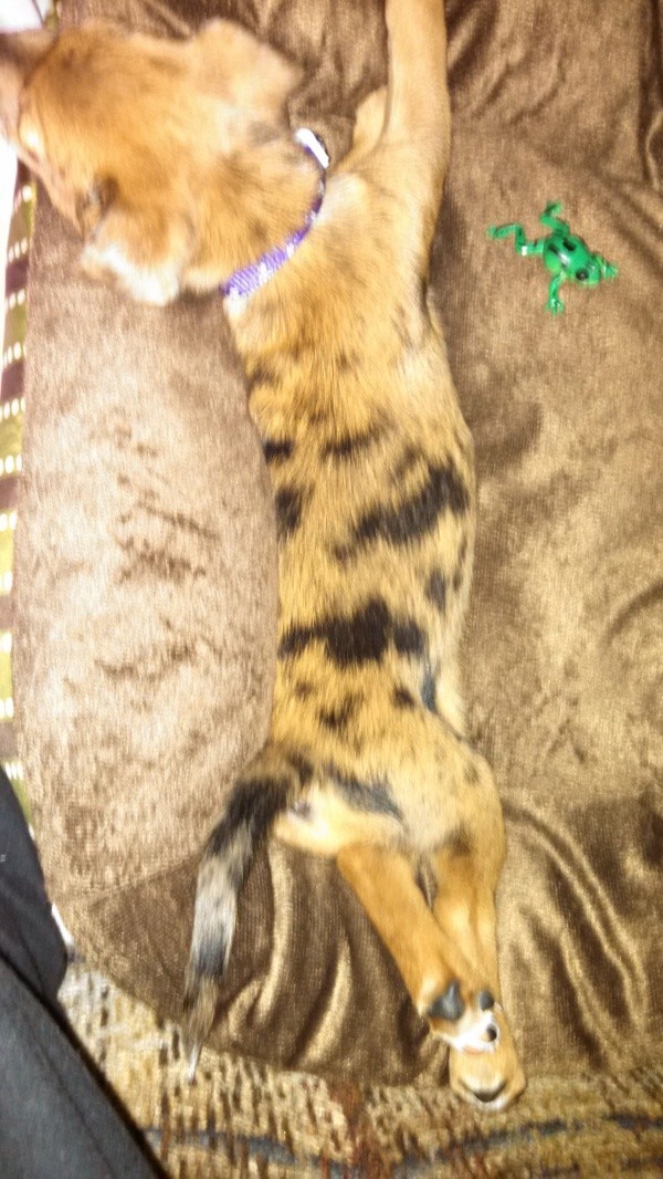 Tan puppy with distinct black markings stretched out on couch.