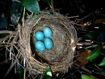 Four robin's eggs in nest.