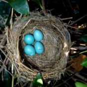 Four robin's eggs in nest.