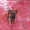 Black and brown puppy on red tile patio.