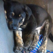 Black and tan puppy.