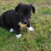 Black and white puppy looking at camera.