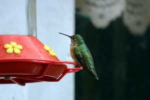 Protecting Birds from Striking Windows