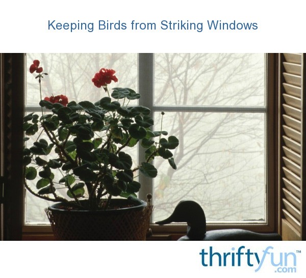 Keeping Birds from Striking Windows ThriftyFun