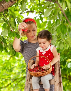 A mother and daughter picking cherries.