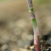 Growing Asparagus