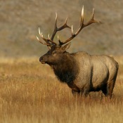 A elk standing in grass.