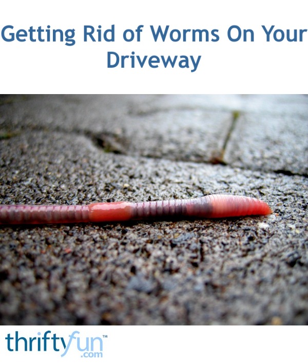 Getting Rid of Worms On Your Driveway? ThriftyFun