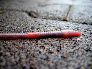 A worm on pavement.