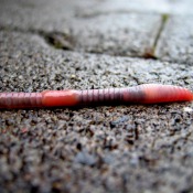 A worm on pavement.