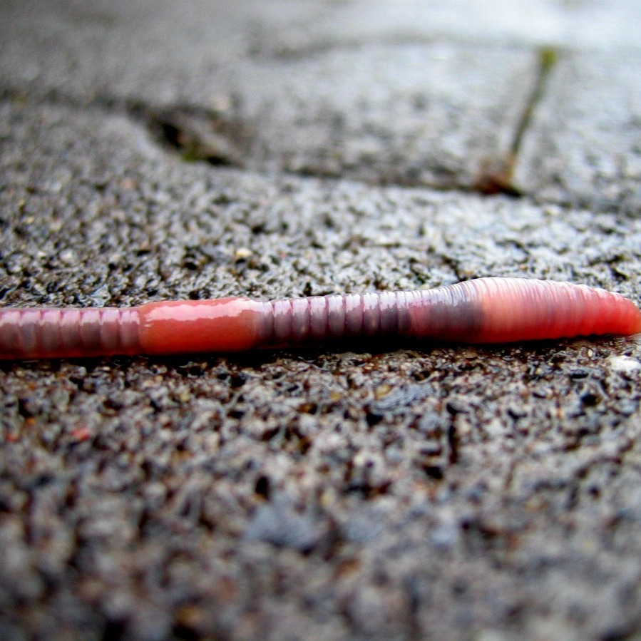 Getting Rid of Worms On Your Driveway? ThriftyFun