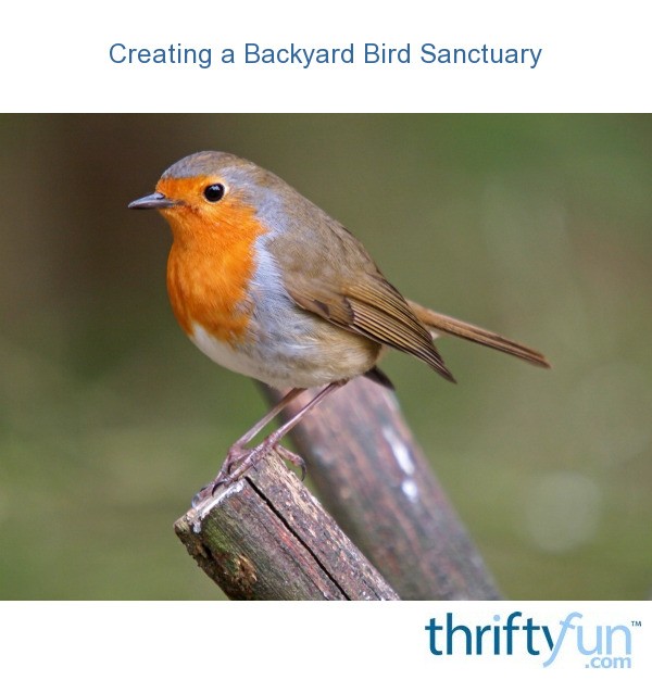 Creating a Backyard Bird Sanctuary ThriftyFun