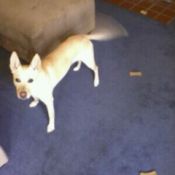 Dog standing looking up at camera and wagging her tail.