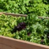 Vegetables growing in a raised bed.
